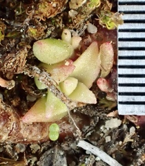 Dudleya stolonifera