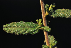 Ceanothus papillosus