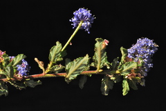 Ceanothus papillosus