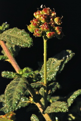 Ceanothus papillosus