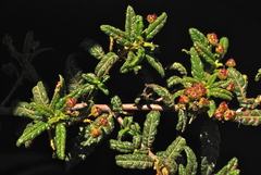 Ceanothus papillosus