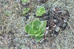 Dudleya stolonifera