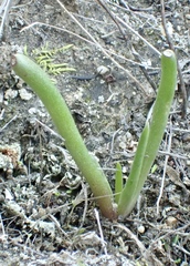 Dudleya multicaulis