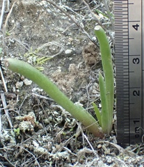 Dudleya multicaulis