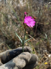 Dianthus balbisii
