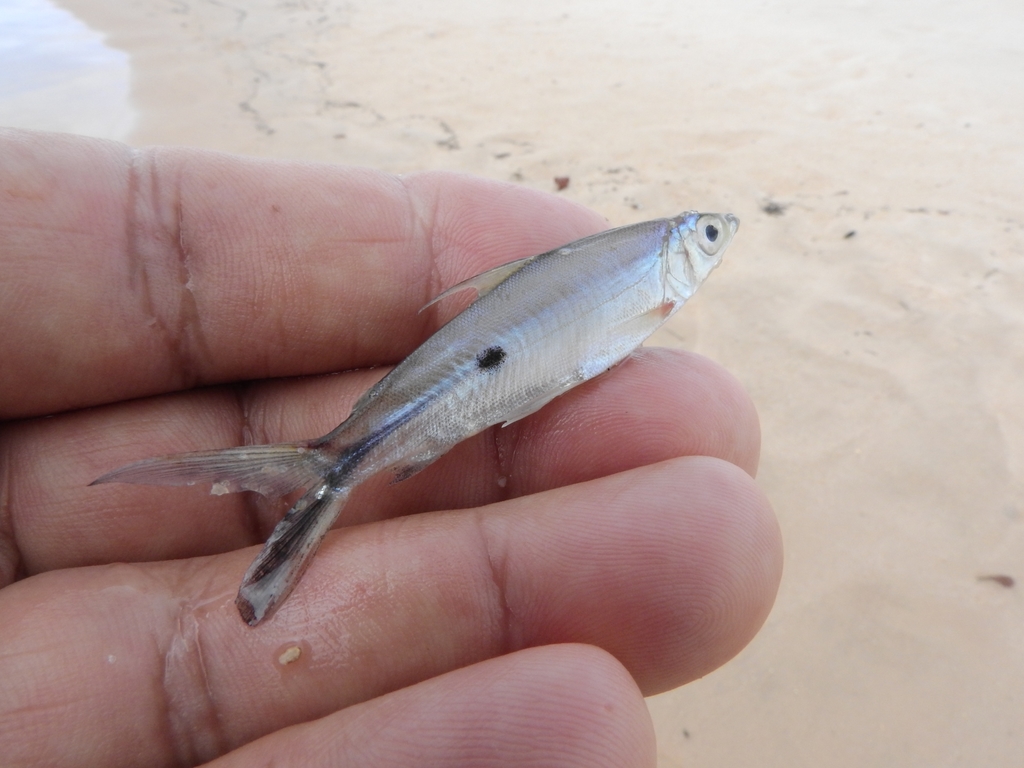Blackanal hemiodus (Hemiodus atranalis) — Hemiodontidae
