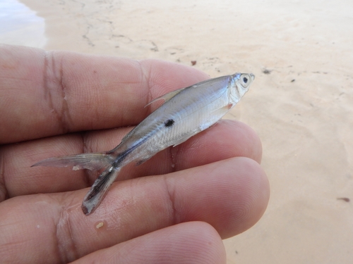 Blackanal hemiodus (Hemiodus atranalis) — Hemiodontidae