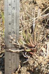 Dudleya multicaulis