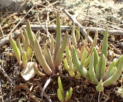 Dudleya multicaulis