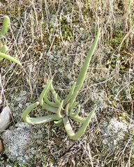 Dudleya multicaulis