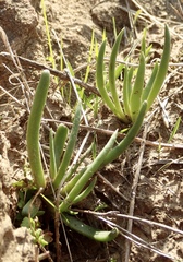 Dudleya multicaulis