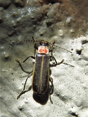 Podabrus flavicollis