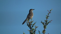Cercotrichas coryphoeus coryphoeus