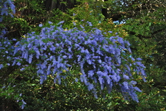 Ceanothus parryi