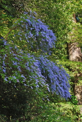 Ceanothus parryi