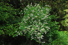 Ceanothus parryi