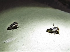 Ophiderma flavicephala