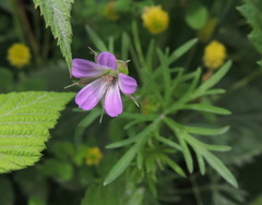 Geranium columbinum