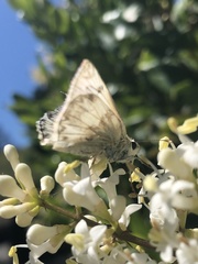 Heliopetes ericetorum