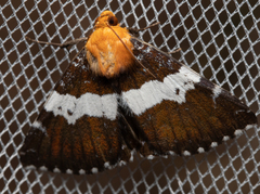 Buzara latizona