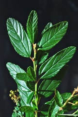 Ceanothus palmeri