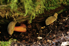 Xerocomellus truncatus