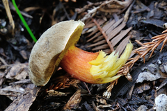 Xerocomellus truncatus