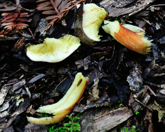 Xerocomellus truncatus