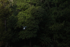 Hemiphaga novaeseelandiae