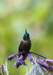 Metallura tyrianthina