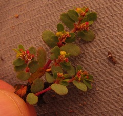 Euphorbia mendezii
