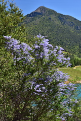 Ceanothus parryi