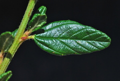 Ceanothus parryi