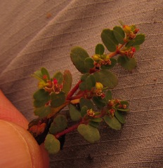 Euphorbia mendezii