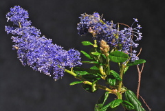 Ceanothus parryi