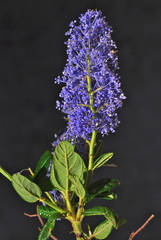 Ceanothus parryi