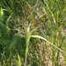 Philadelphia Panic Grass - Photo (c) Samuel Brinker, some rights reserved (CC BY-NC), uploaded by Samuel Brinker