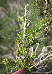 Tetradymia spinosa