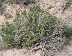 Tetradymia spinosa