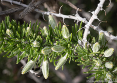 Tetradymia spinosa