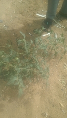 Solanum lycopersicum