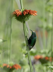 Lafresnaya lafresnayi