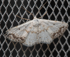 Scopula innocens