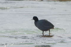 Fulica americana