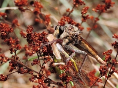 Proctacanthus milbertii