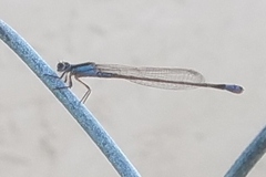 Ischnura ramburii