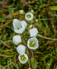 Gentianella bellidifolia