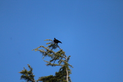 Prosthemadera novaeseelandiae novaeseelandiae