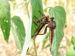 Proctacanthus milbertii