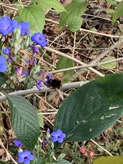 Bombus eximius